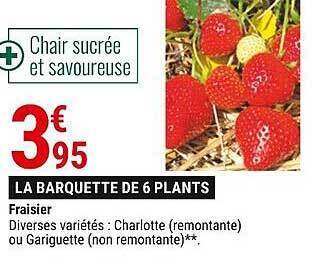 Gamm vert Fraisier offre
