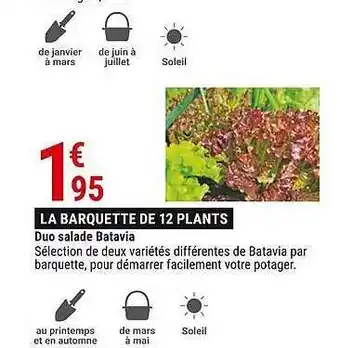 Gamm vert Duo salade batavia offre