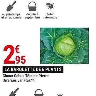 Gamm vert Choux cabus tête de pierre offre