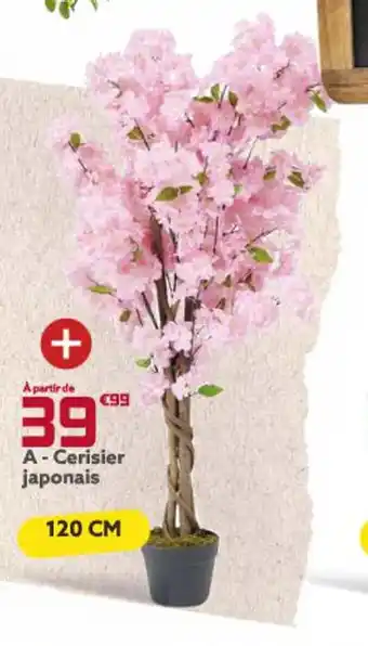 Cerisier Japonais