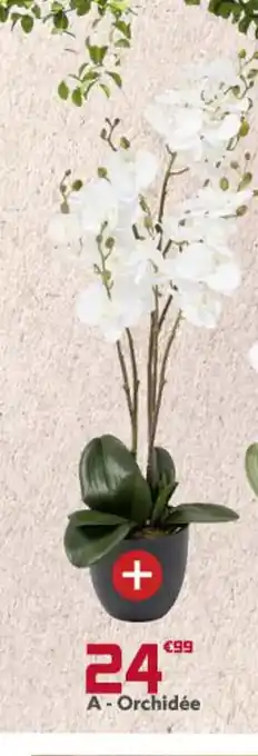 Orchidee