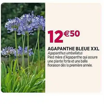 Agapanthe bleue xxl