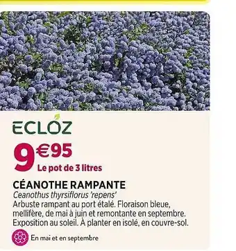 Delbard Céanothe rampante ecloz offre