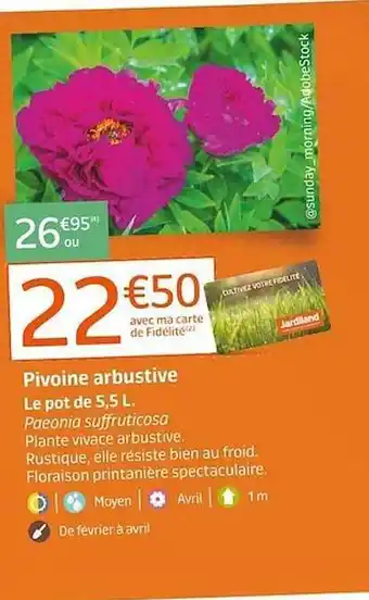 Pivoine arbustive