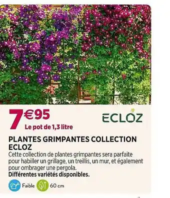 Delbard Plantes grimpantes collection ecloz offre