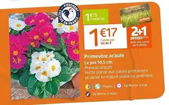 Primevère acaule