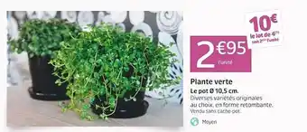 Jardiland Plante verte offre
