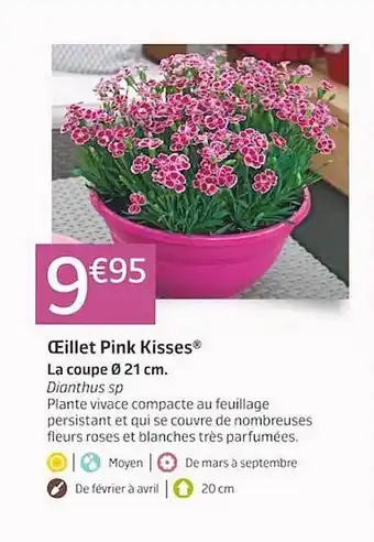 Jardiland Œillet pink kisses offre