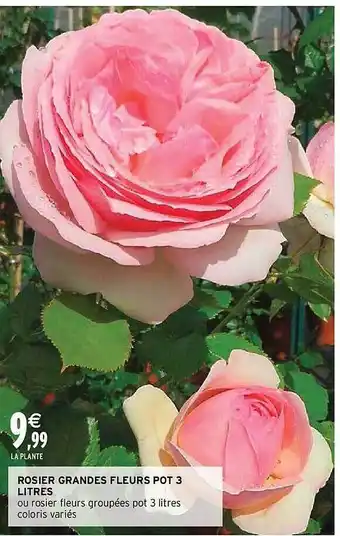 Intermarché Rosier grandes fleurs pot 3 litres offre