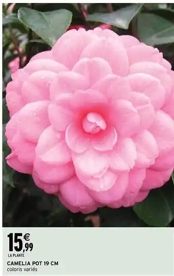 Intermarché Camélia pot 19 cm offre