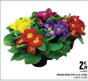 Intermarché Primevère pot 0.5 litre offre