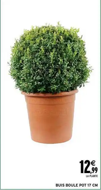 Buis boule pot 17 cm