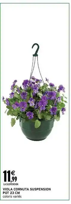 Intermarché Viola cornuta suspension pot 23 cm offre