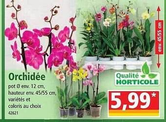 Norma Orchidée offre