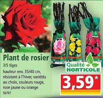 Norma Plant de rosier offre