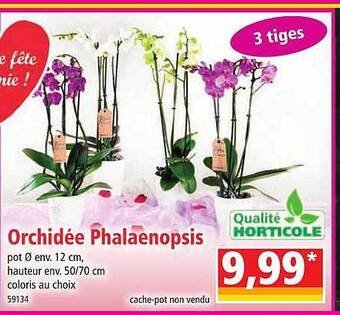 Norma Orchidée phalaenopsis offre