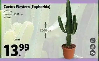 Lidl Cactus western (euphorbia) offre