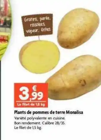 Plants de pommes de terre monalisa