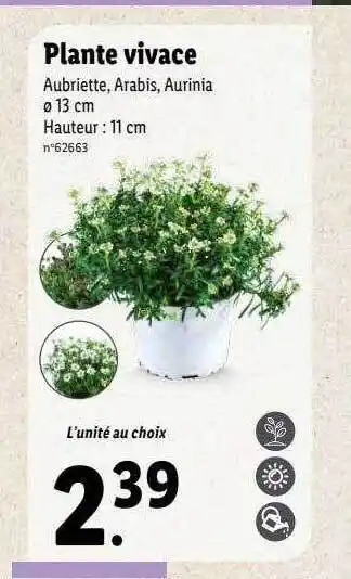 Lidl Plante vivace offre