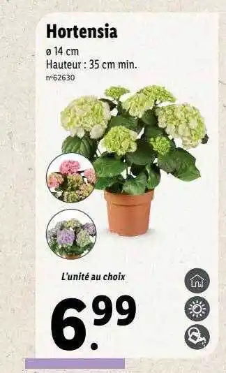 Lidl Hortensia offre