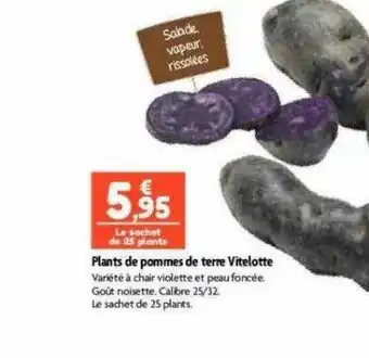 Point Vert Plants de pommes de terre vitelotte offre