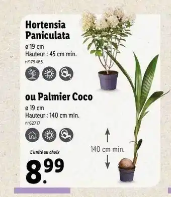 Lidl Hortensia paniculata ou palmier coco offre