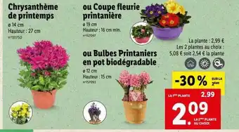 Lidl Chrysanthème de printemps ou coupe fleurie printanière ou bulbes printaniers en pot biodégradable offre