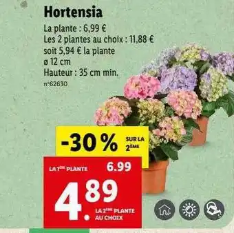 Lidl Hortensia offre
