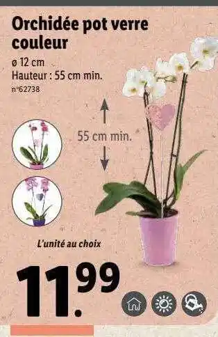 Lidl Orchidée pot verre couleur offre