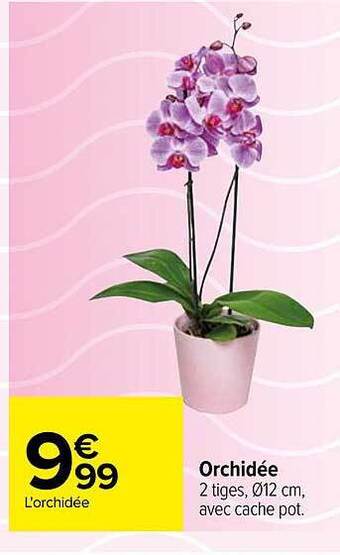 Carrefour Orchidée offre
