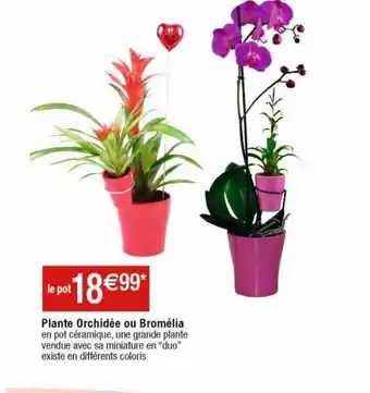 Cora x Carrefour Plante orchidée ou bromélia offre