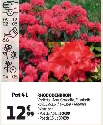 Auchan Rhododendron offre