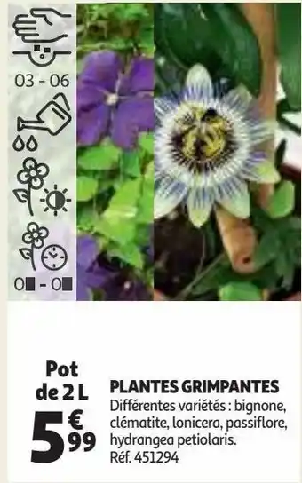 Auchan Plantes grimpantes offre