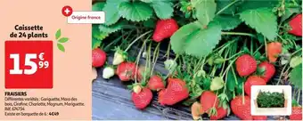 Fraisiers
