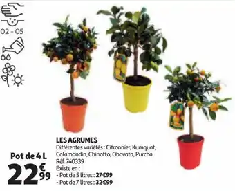 Auchan Les agrumes offre