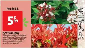 Auchan Plantes de haies offre