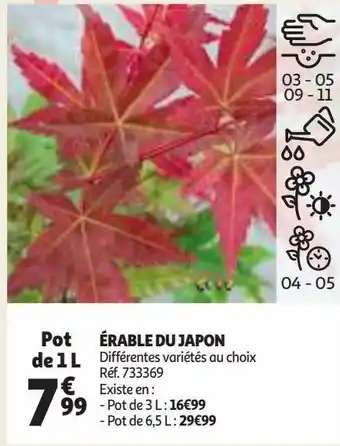 Auchan Érable du japon offre