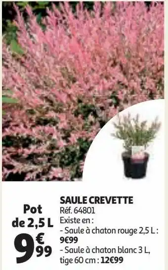 Auchan Saule crevette offre