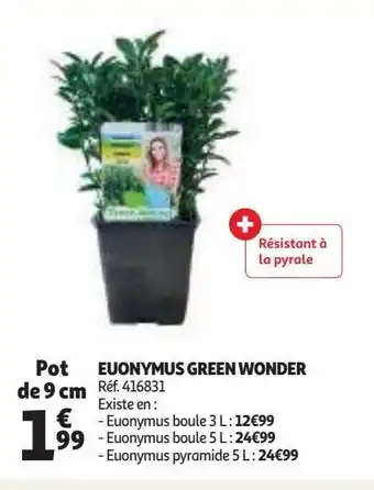 Auchan Euonymus green wonder offre