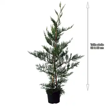 Cyprès de leyland (cupressocyparis leylandii)