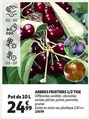 Arbres fruitiers 1/2 tige