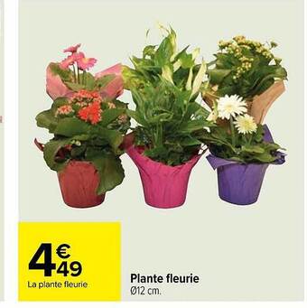 Carrefour Plante fleurie offre