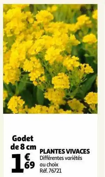 Auchan Plantes vivaces offre