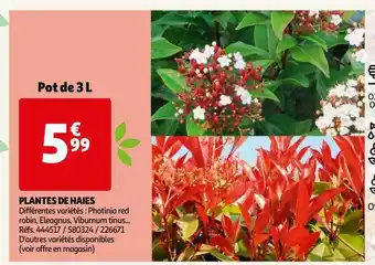 Auchan Plantes de haies offre