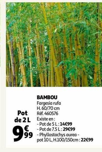 Auchan Bambou offre