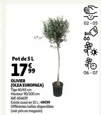 Auchan Olivier (aloé europeae) offre