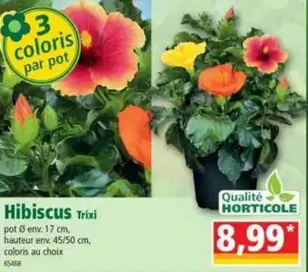 Hibiscus Trixi