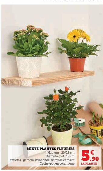Super U Mixte plantes fleuries offre