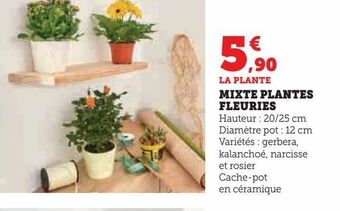 Hyper U Mixte plantes fleuries offre