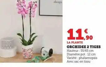 Hyper U Orchidee 2 tiges offre